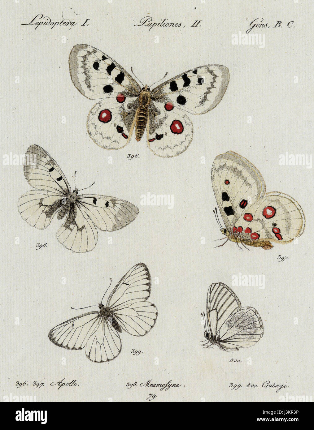Huebner Tafel aus Sammlung Schmetterlinge Stock Photo