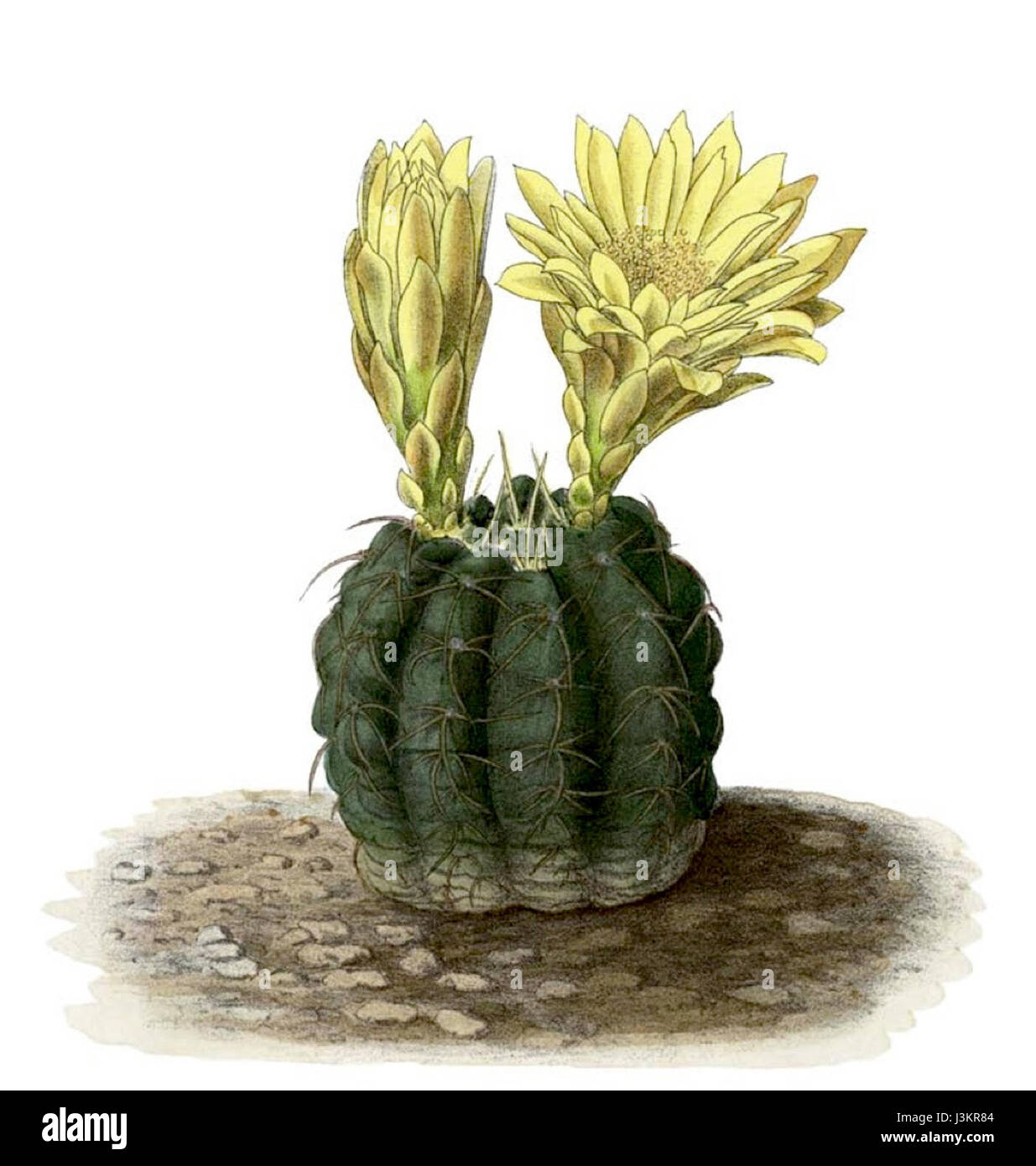 Gymnocalycium cacti hi-res stock photography and images - Alamy