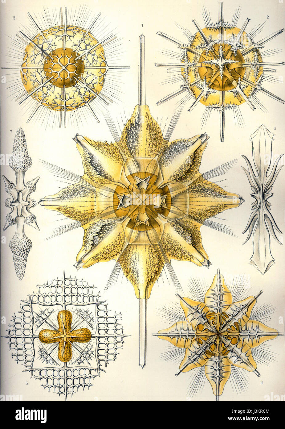 Acanthometra Is A Genus Of Marine Planktonic Organisms Part Of The acanthometra-is-a-genus-of-marine-planktonic-organisms-part-of-the