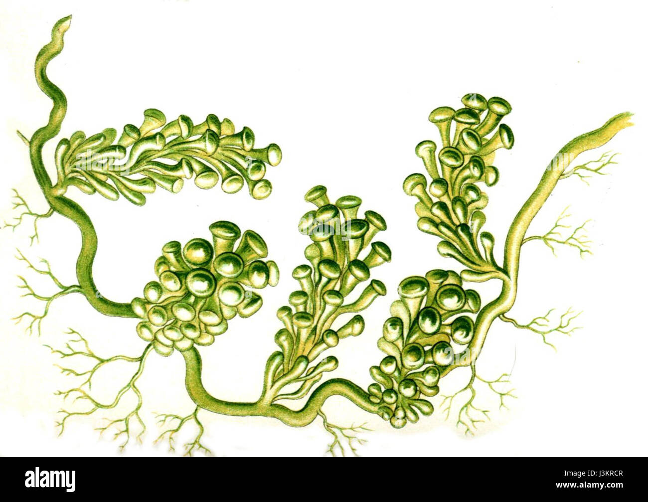 Haeckel Caulerpa racemosa Stock Photo