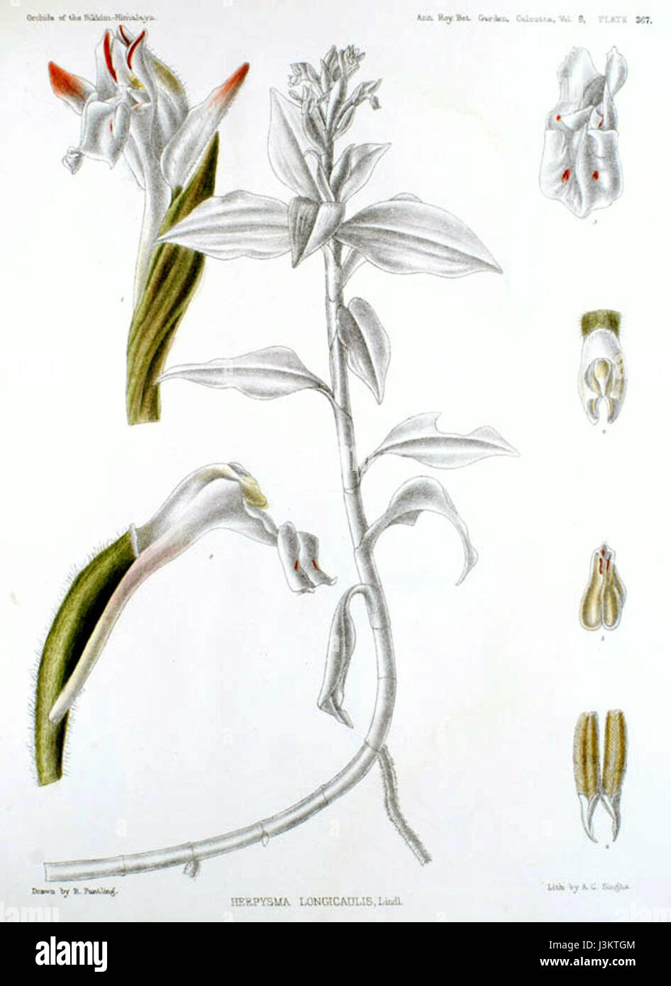 Herpysma longicaulis   The Orchids of the Sikkim Himalaya pl 367 (1898) Stock Photo