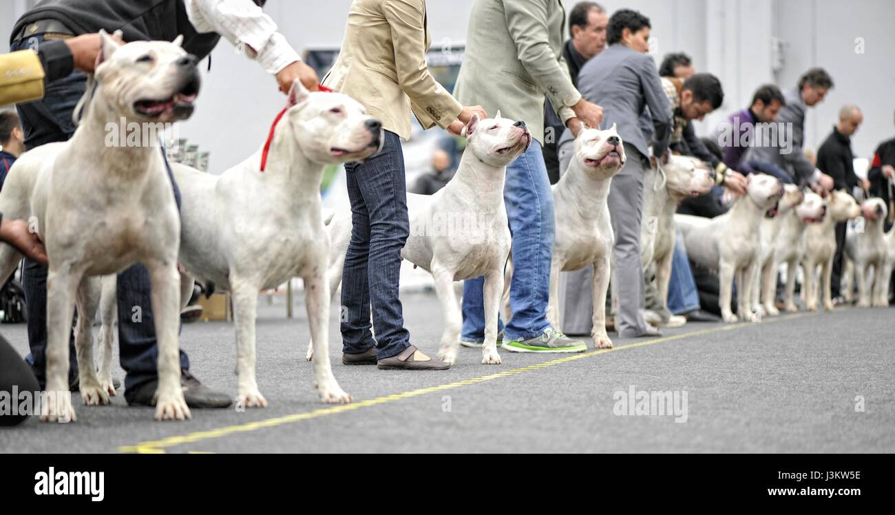 Argentinian Dog competition: Dogo Argentino portrait Stock Photo