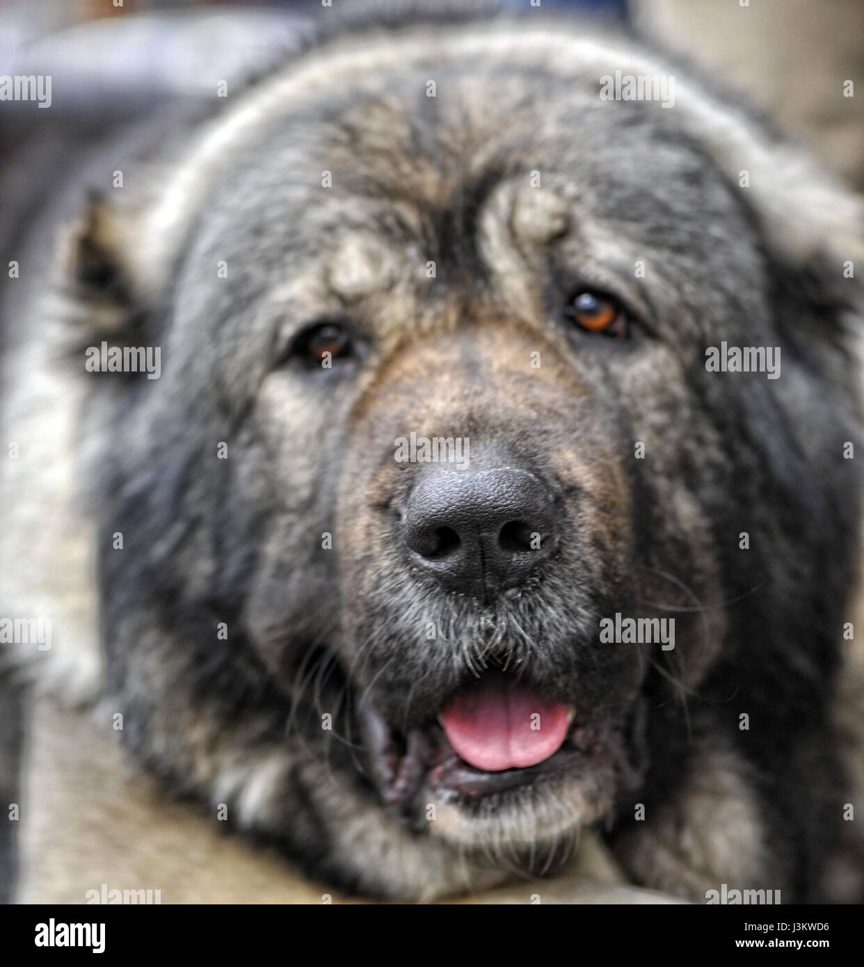 Shepherd of the caucasus dog portrait Stock Photo - Alamy