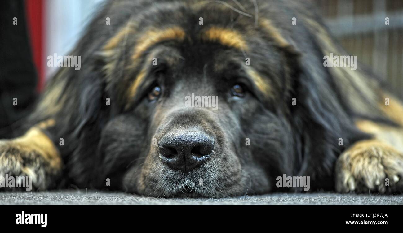 Shepherd of the caucasus dog portrait Stock Photo - Alamy