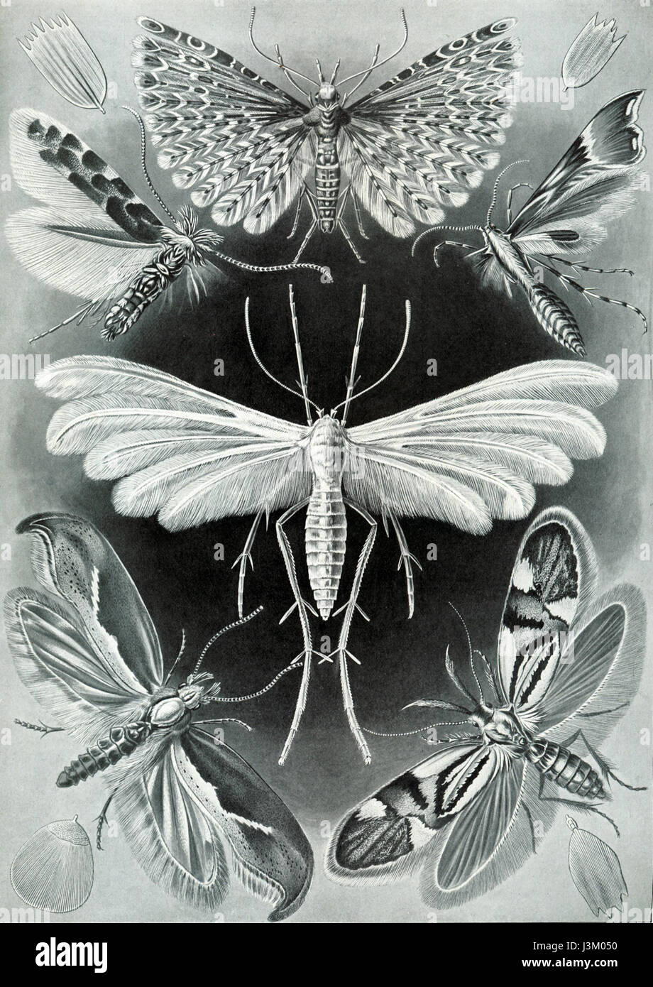 Ernst Haeckel's study of Tineida, a group of microscopic organisms ...