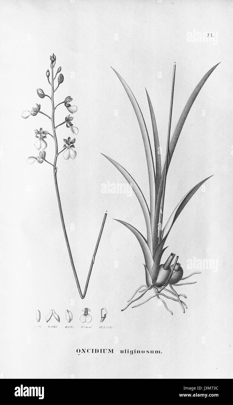 Gomesa barbaceniae (as Oncidium uliginosum)   Fl.Br. 3 6 71 Stock Photo
