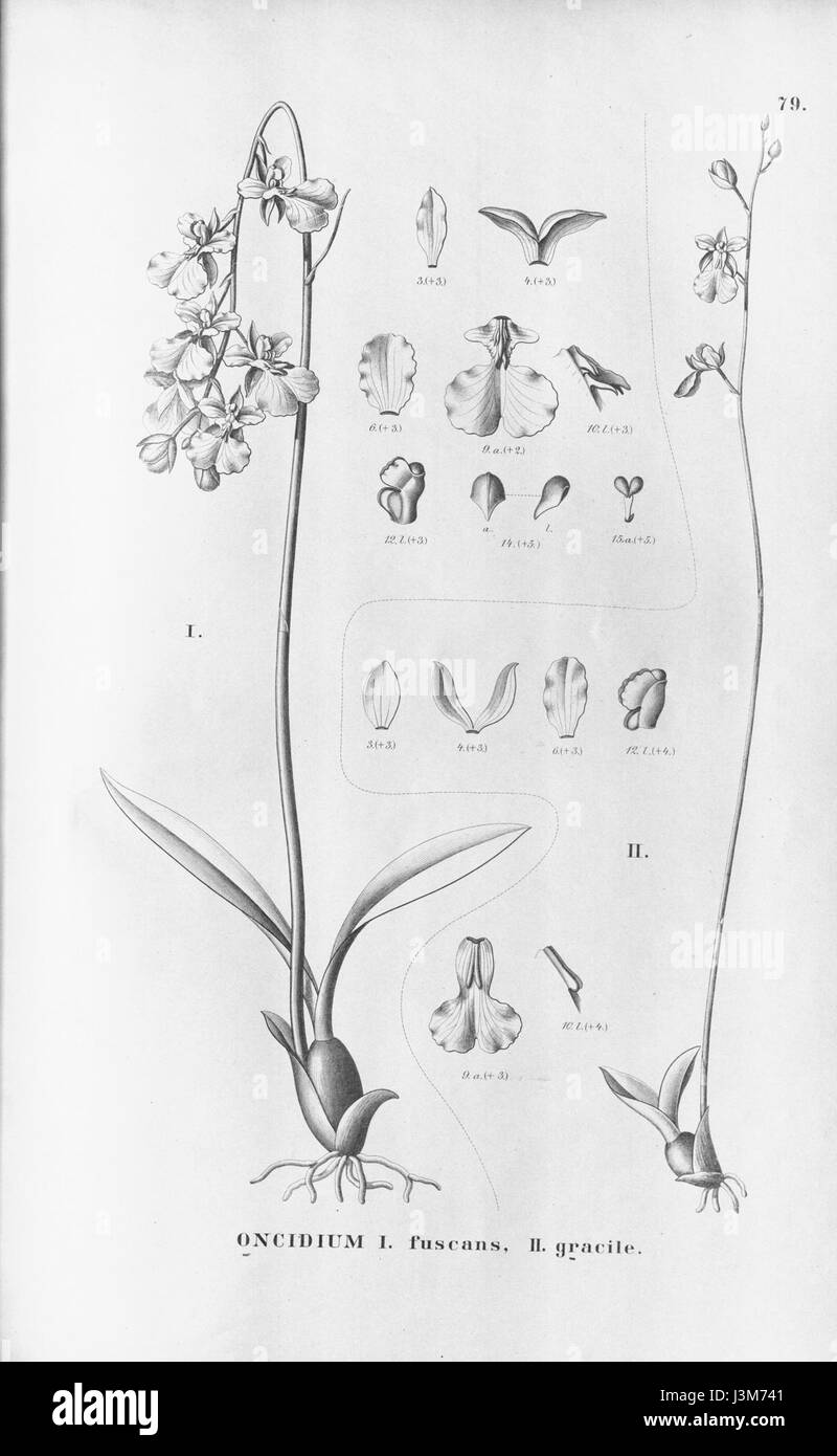 Gomesa fuscans (as Oncidium fuscans)   Gomesa gracilis (as Oncidium gracile)   Fl.Br. 3 6 79 Stock Photo