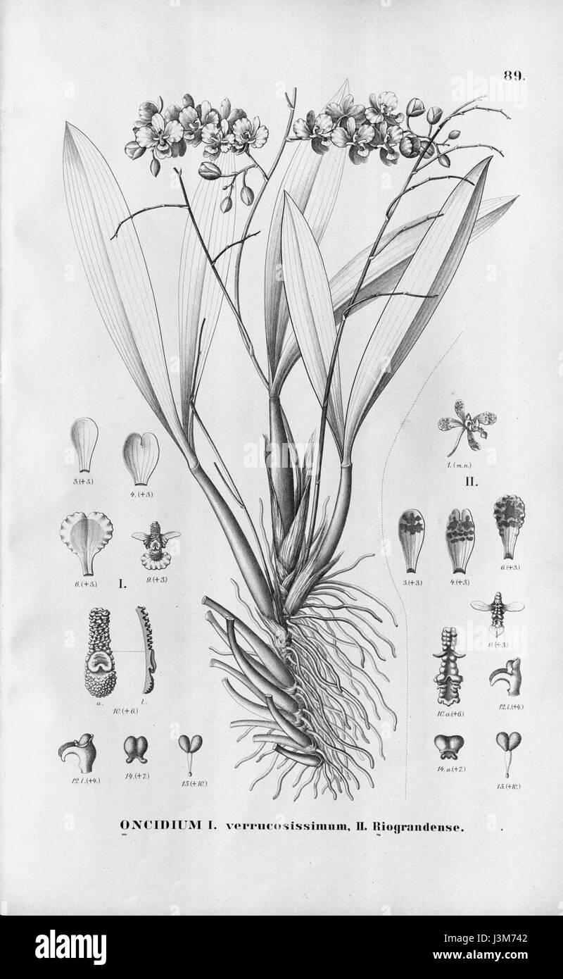 Gomesa brieniana (as Oncidium verrucosissimum)   Gomesa riograndensis (as Oncidium riograndense)   Fl.Br. 3 6 89 Stock Photo