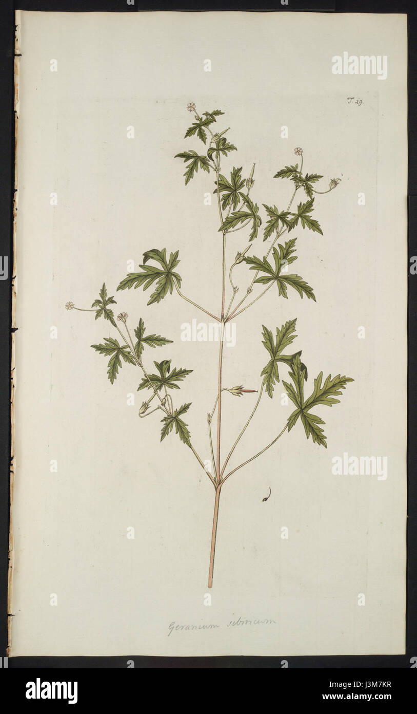 Geranium sibiricum L., Jacquin et al. 1770, Hortus botanicus vindobonensis, vol 1, plate 19 Stock Photo