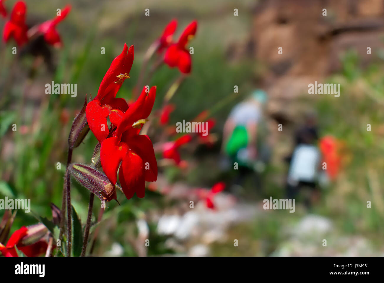 Scarlet monkey flower located in the Three Springs Gorge next to the Colorado River in the Grand Canyon National Park. Stock Photo