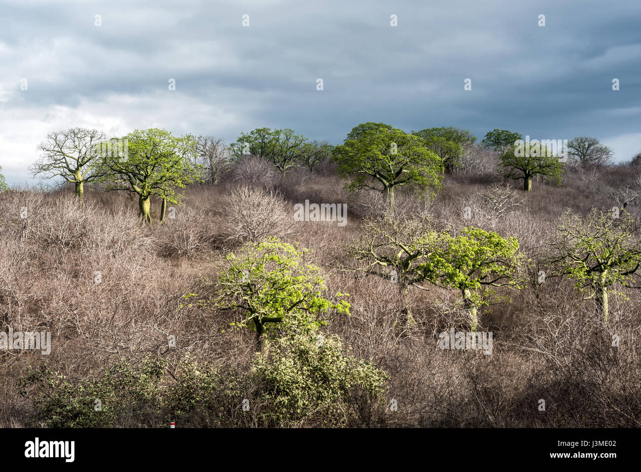 Giant ceiba trees grows up in the coast of Ecuador near Manta Stock Photo