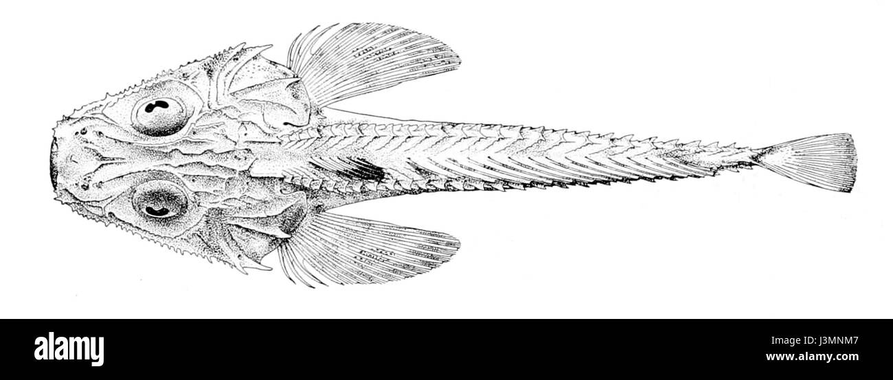 Marine subtropical fish Black and White Stock Photos & Images - Alamy