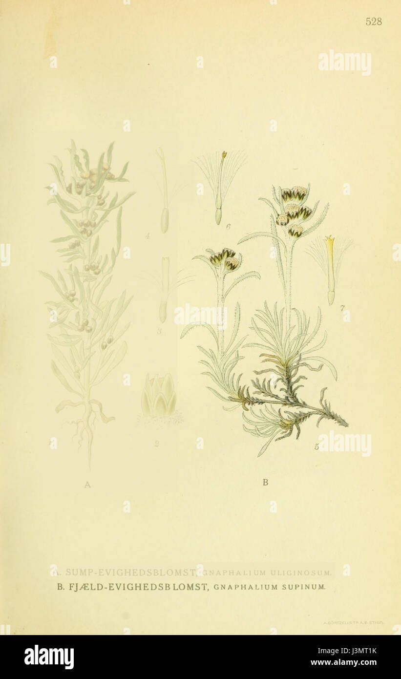 Gnaphalium supinum ssp supinum Stock Photo
