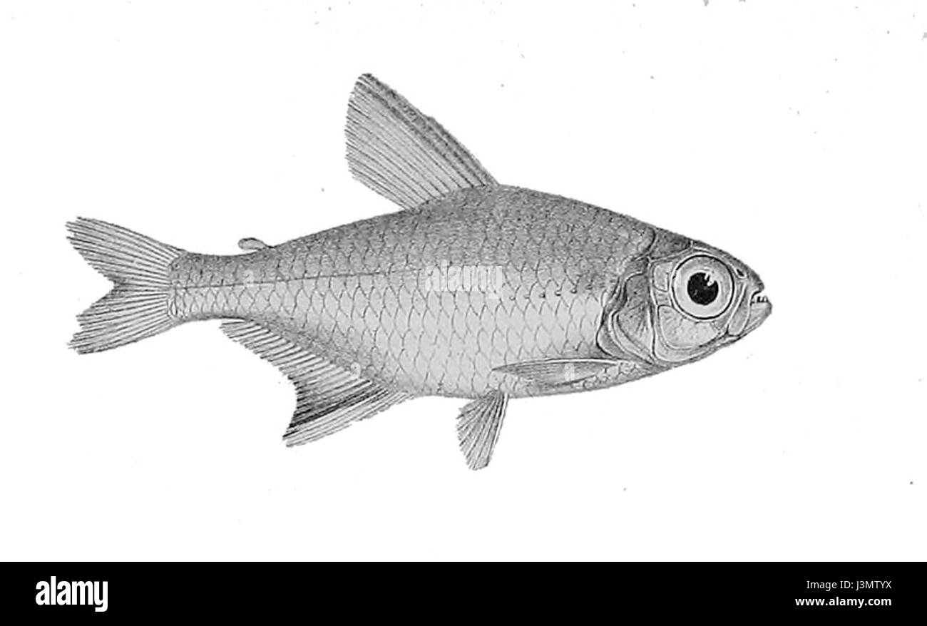 Hemigrammus elegans hires stock photography and images Alamy