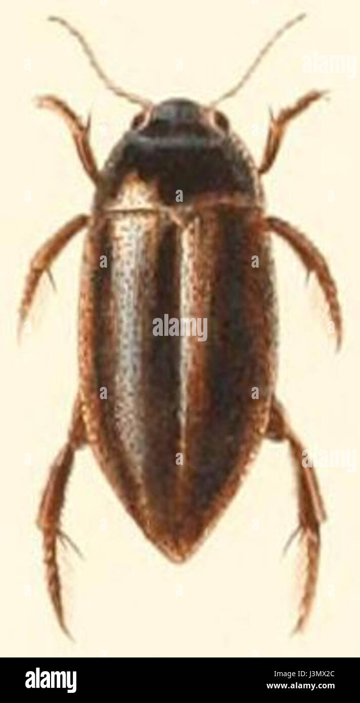 Dytiscidae species hi-res stock photography and images - Alamy