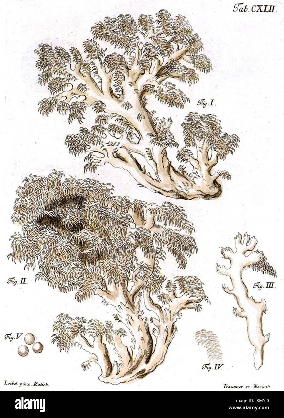 Hericium coralloides (Schaeffer, 1763) Stock Photo
