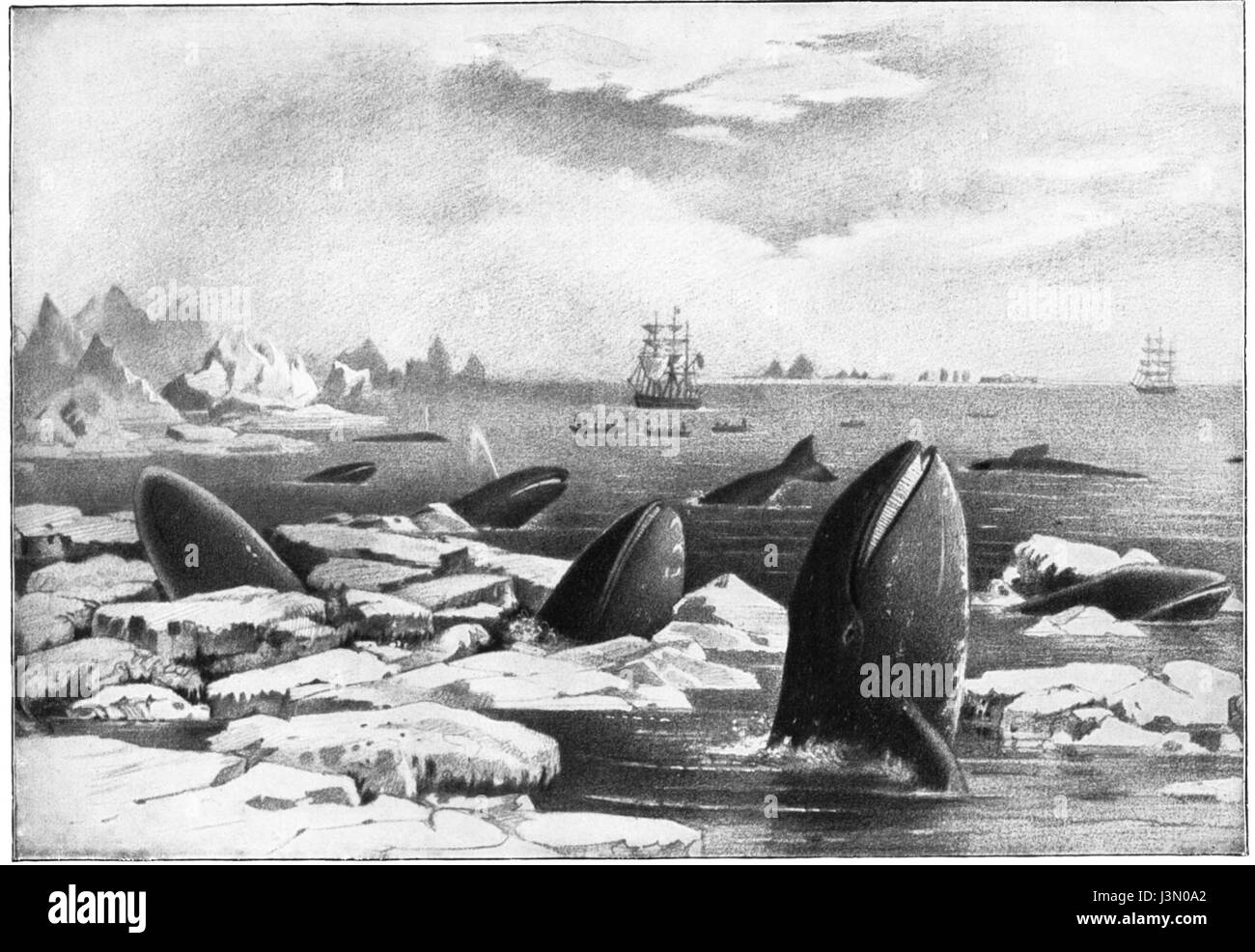 Detailed natural forms Black and White Stock Photos & Images - Alamy