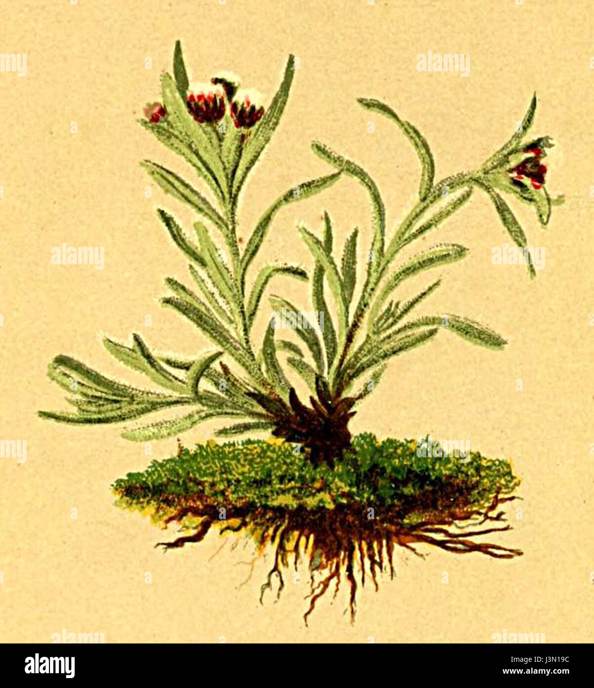 Gnaphalium supinum Atlas Alpenflora Stock Photo
