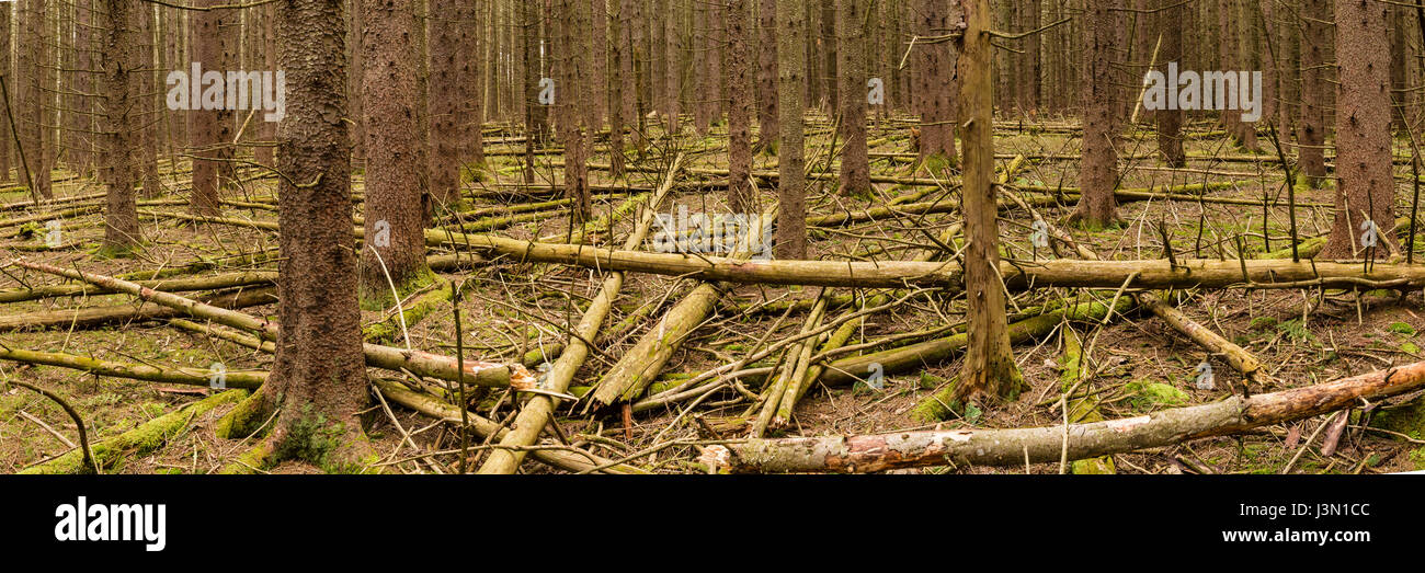 A dense forest of Norway Spruce trees, littered with fallen trees, on the Kelly Hollow Loop trail in the Catskills Mountains of New York (panorama) Stock Photo