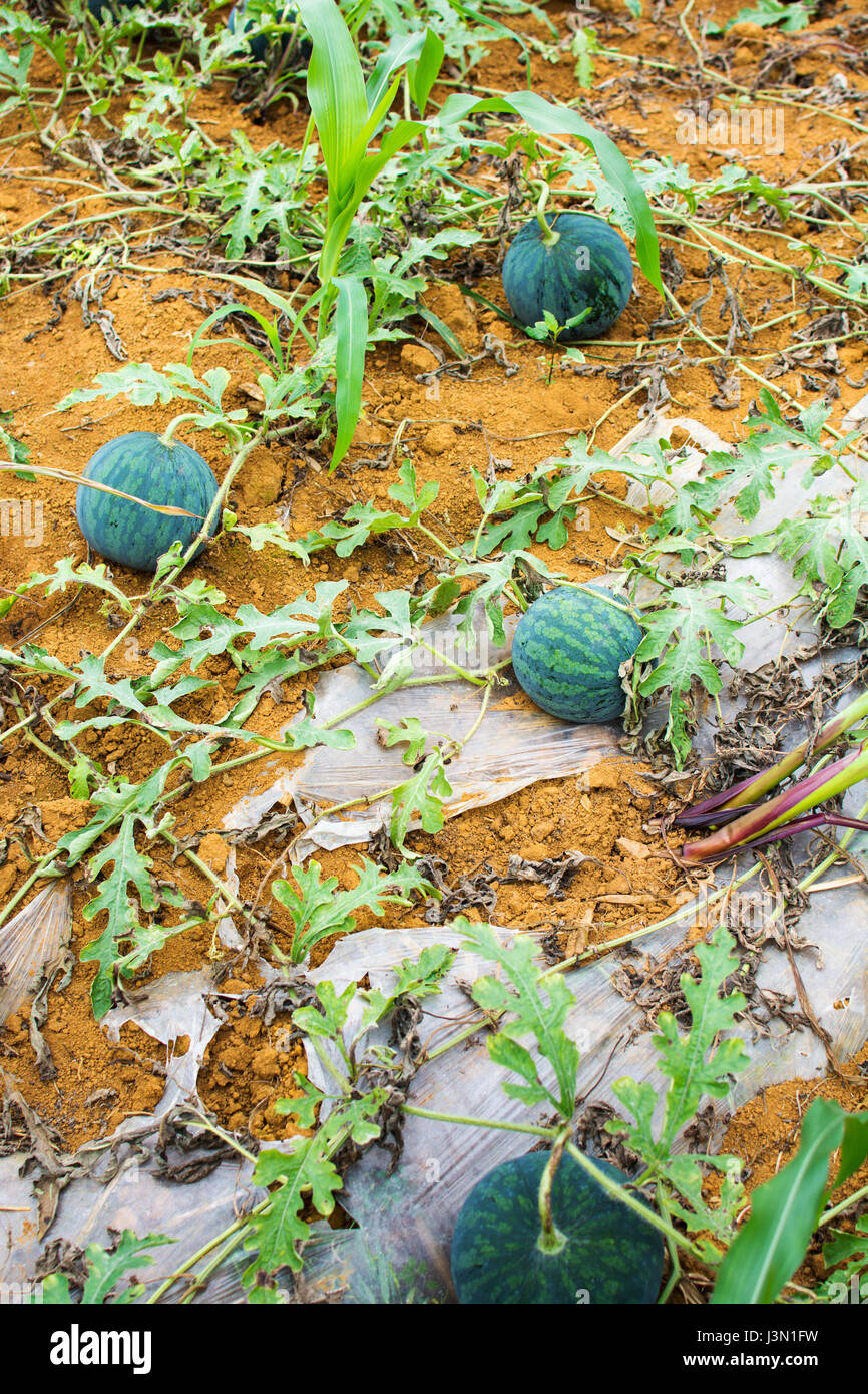 Watermelons growing in the field on the soil Stock Photo Alamy