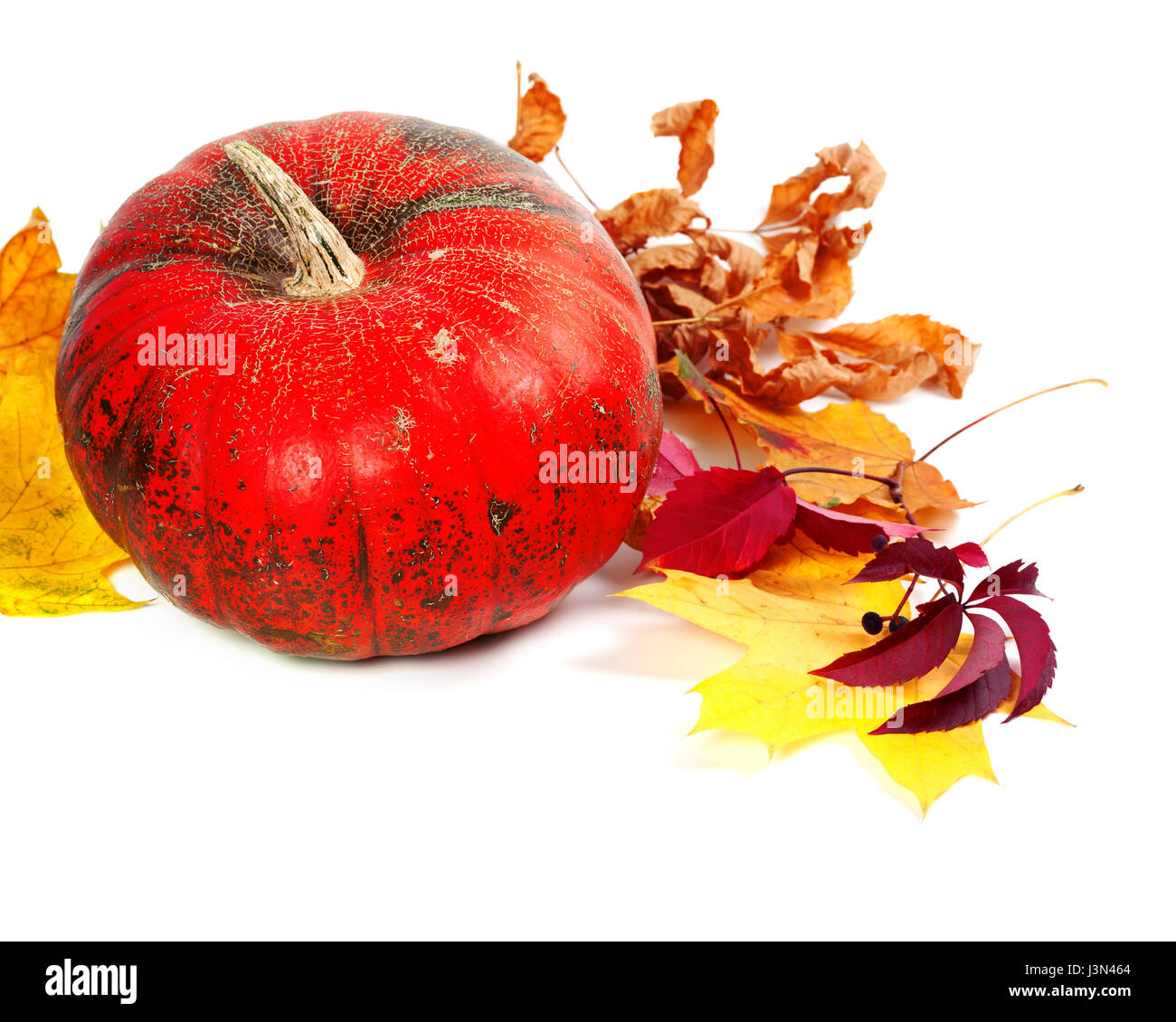 Ripe pumpkin and autumn leaves. Isolated on white background with copy ...