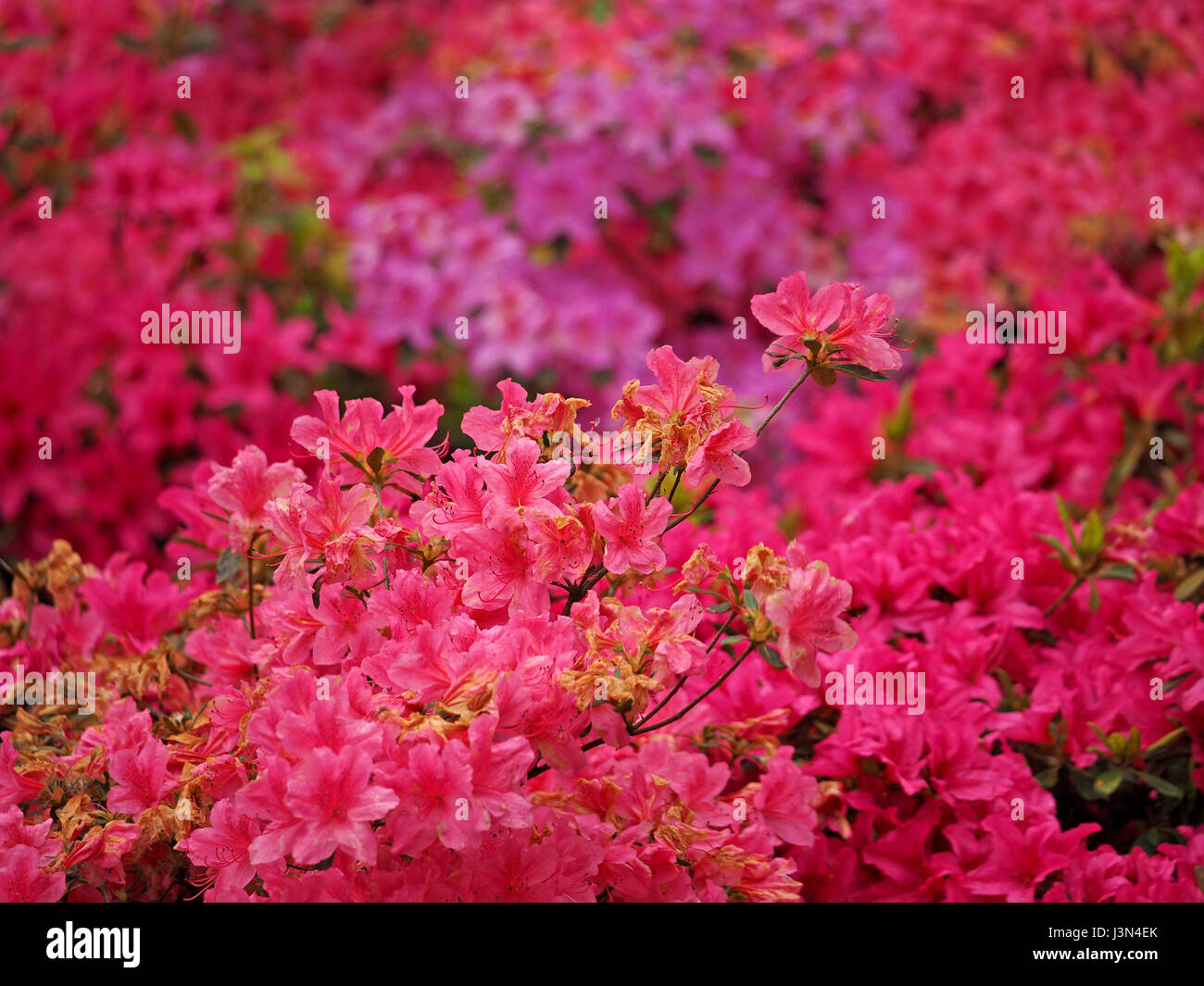 Dazzling fusion of bright colours of flowering Azaleas in Isabella Plantation, Richmond Park