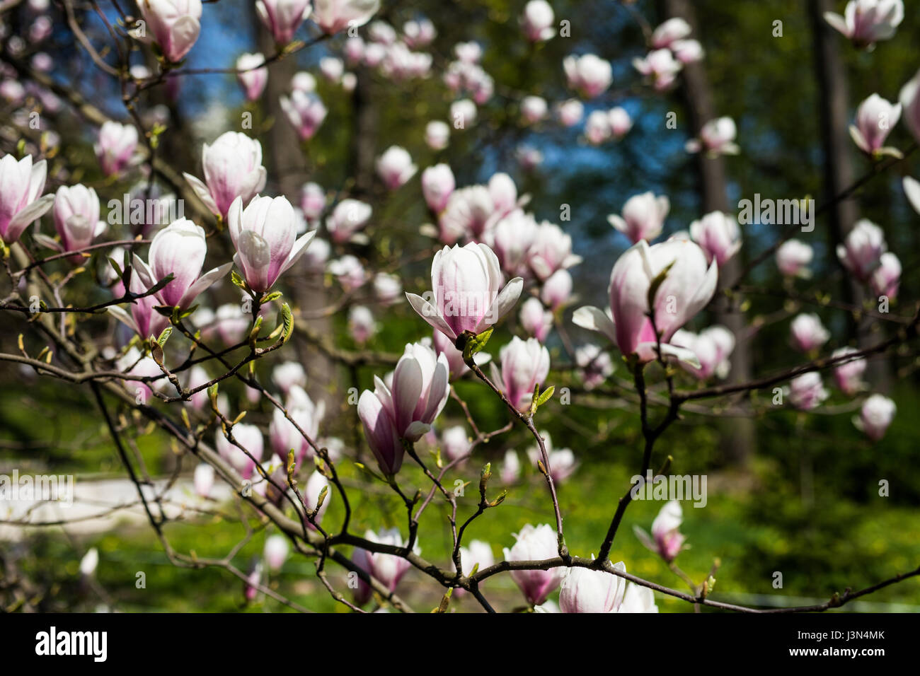 magnolia trees blossom in spring park garden Stock Photo - Alamy