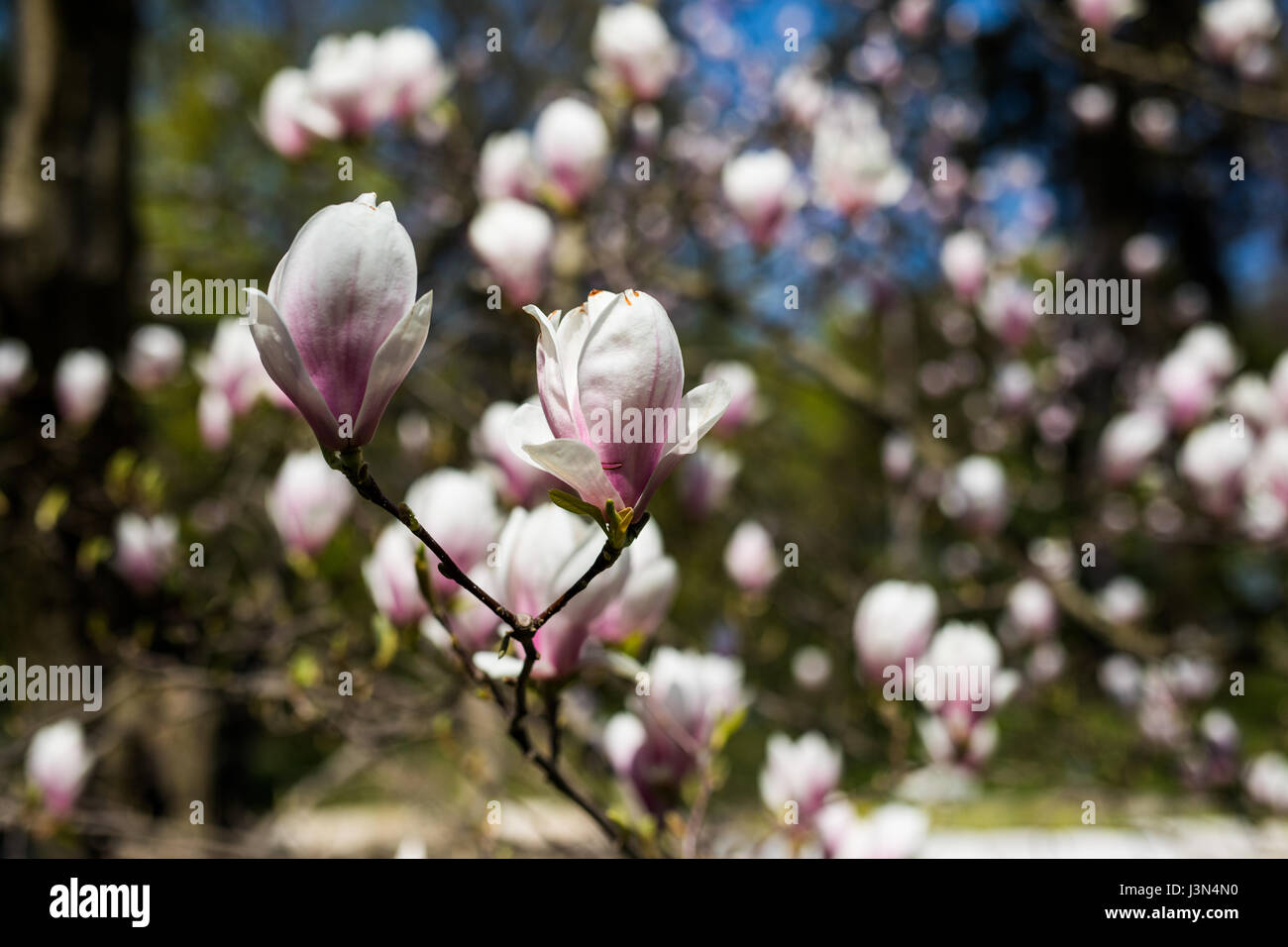 magnolia trees blossom in spring park garden Stock Photo - Alamy