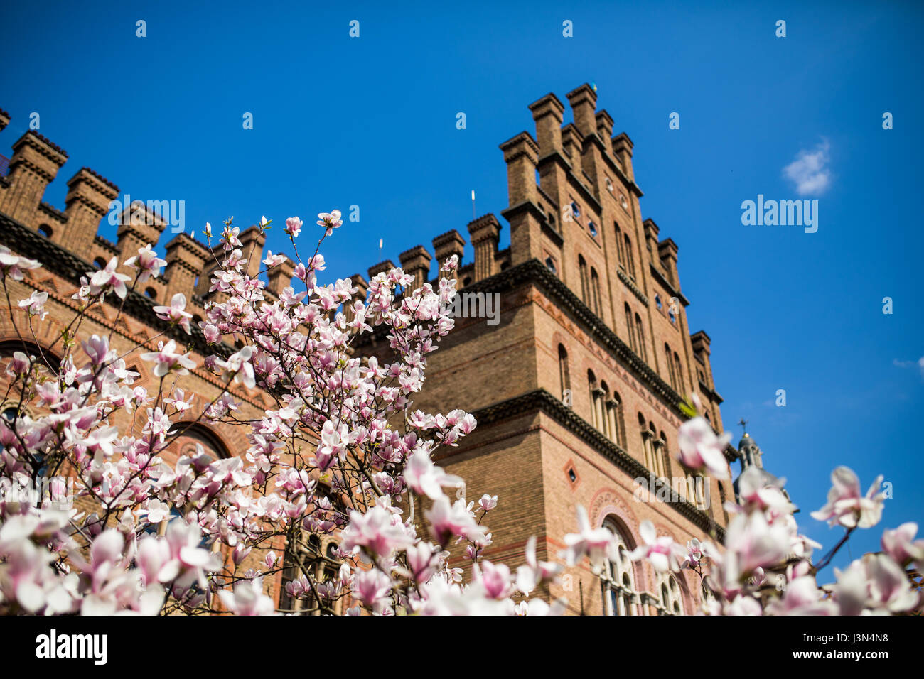 magnolia trees blossom in spring park garden Stock Photo - Alamy