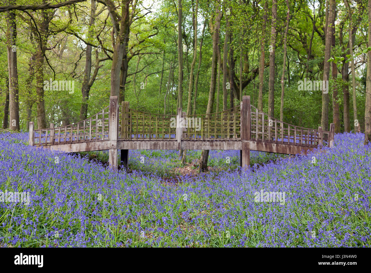 Bluebell flowers in woodland, Medstead, Hampshire, England, United Kingdom Stock Photo Alamy