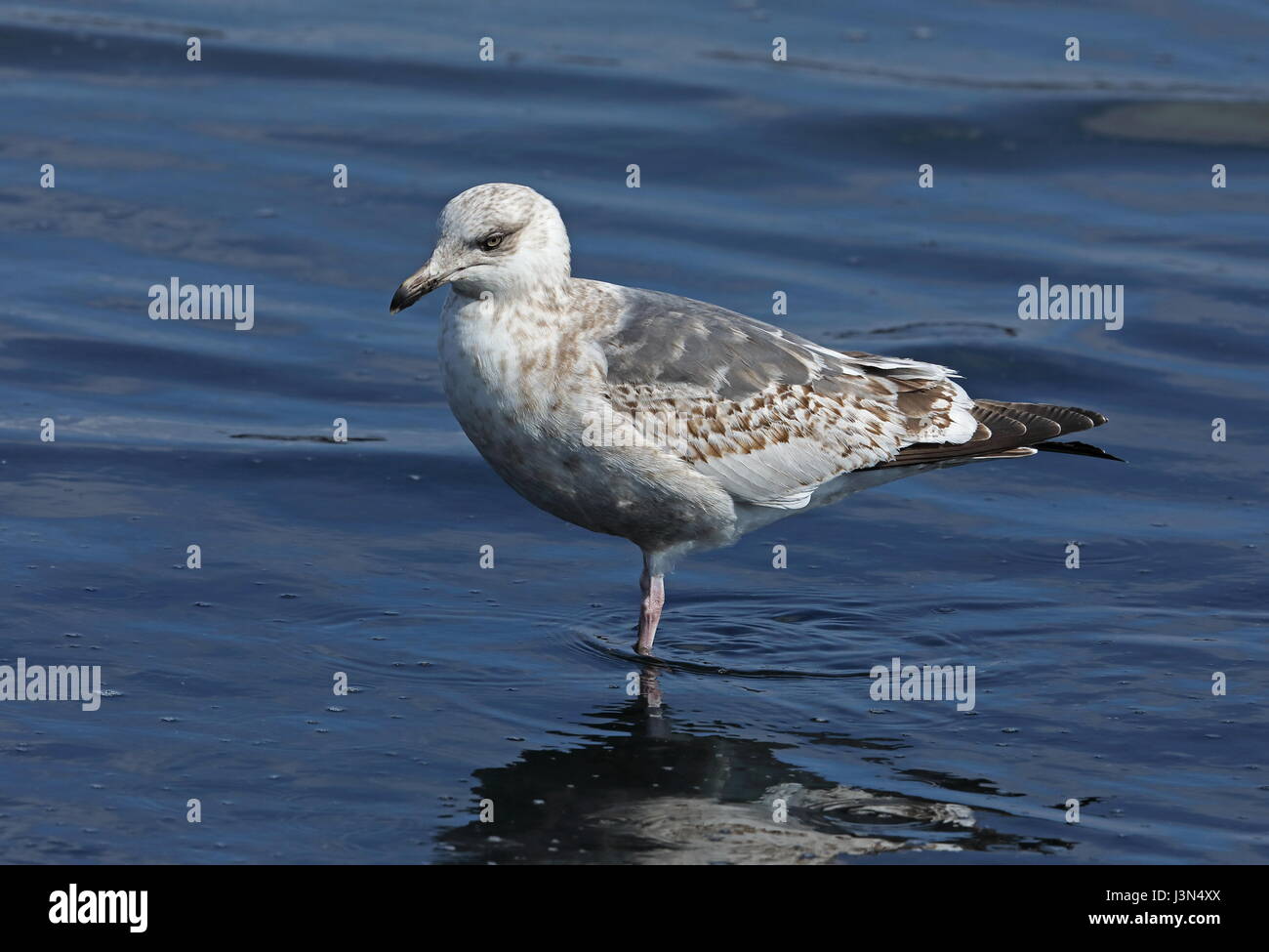 Slaty-backed Gull (Larus schistisagus) second winter standing in shallow water  Choshi, Chiba Prefecture, Japan      February Stock Photo