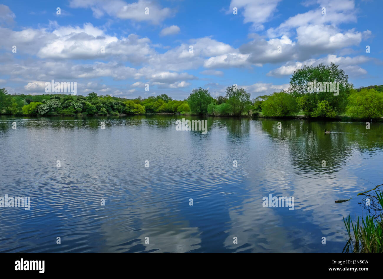 Wide angle view of lake and forest with blue sky and reflections.  Springtime shot at Hainault Forest, Essex. Stock Photo