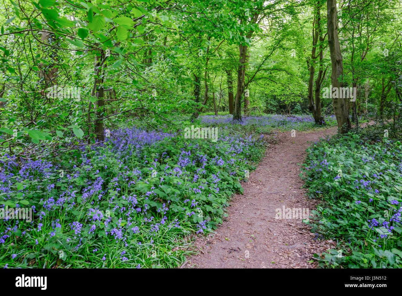 Path through the bluebells in the woods in Spring Stock Photo
