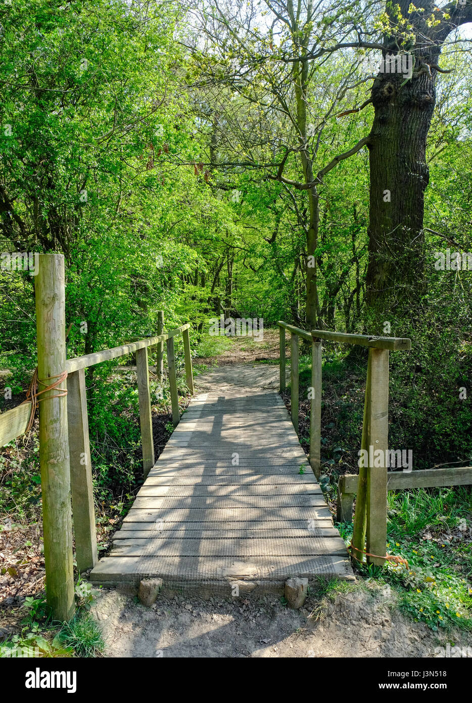 Wooden bridge crossing in the forest in Essex in Springtime. Stock Photo