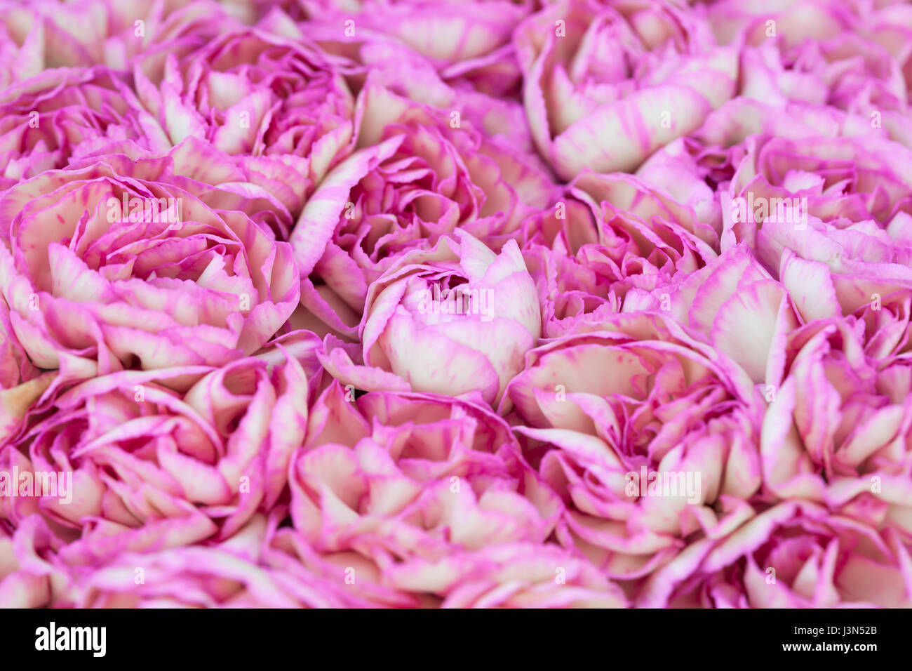Full frame variegated pink and white carnations. Stock Photo