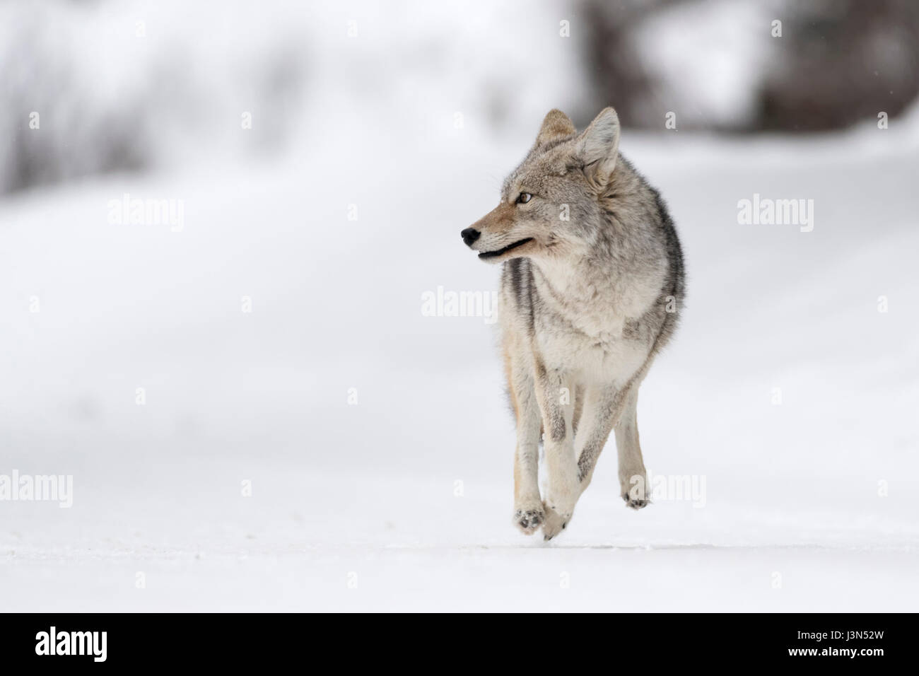 Coyote ( Canis latrans ) on the run, running, in winter, high snow, fleeing, looks scared, frightened, frontal shot, funny, Yellowstone NP, USA. Stock Photo