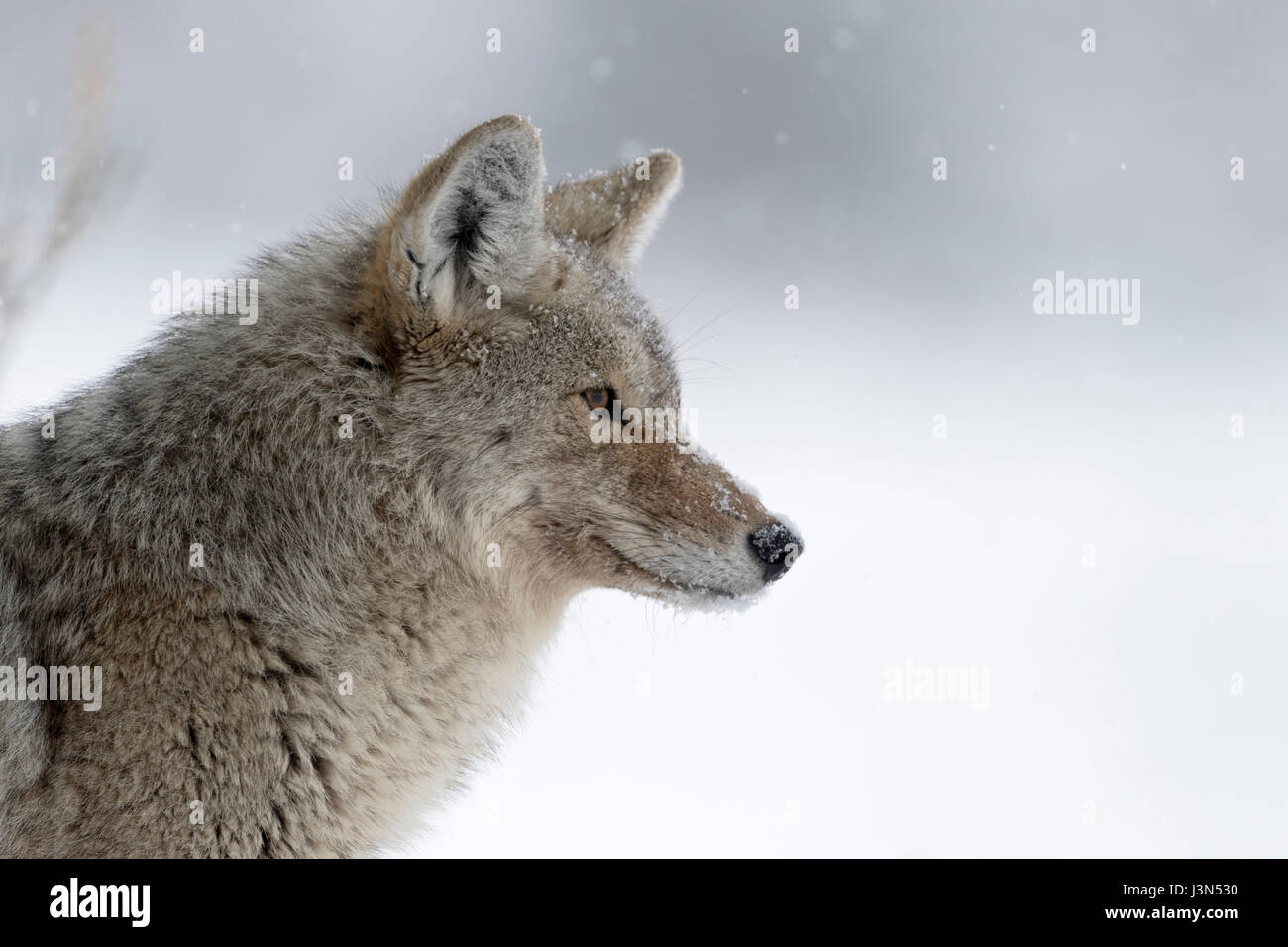 Coyote ( Canis latrans ), in winter, light snowfall, snow, watching concentrated, peeking, hunting, detailed close-up, headshot, Yellowstone NP, USA. Stock Photo