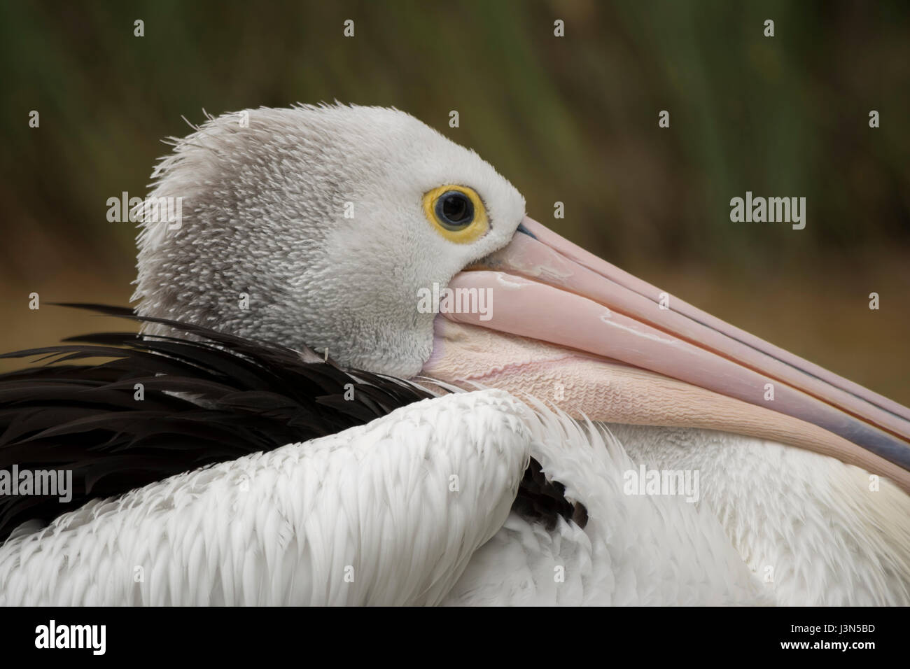 Resting pelican close up image cropped in tight showing the upper body and mid section of the bird with focus on the eye. Stock Photo