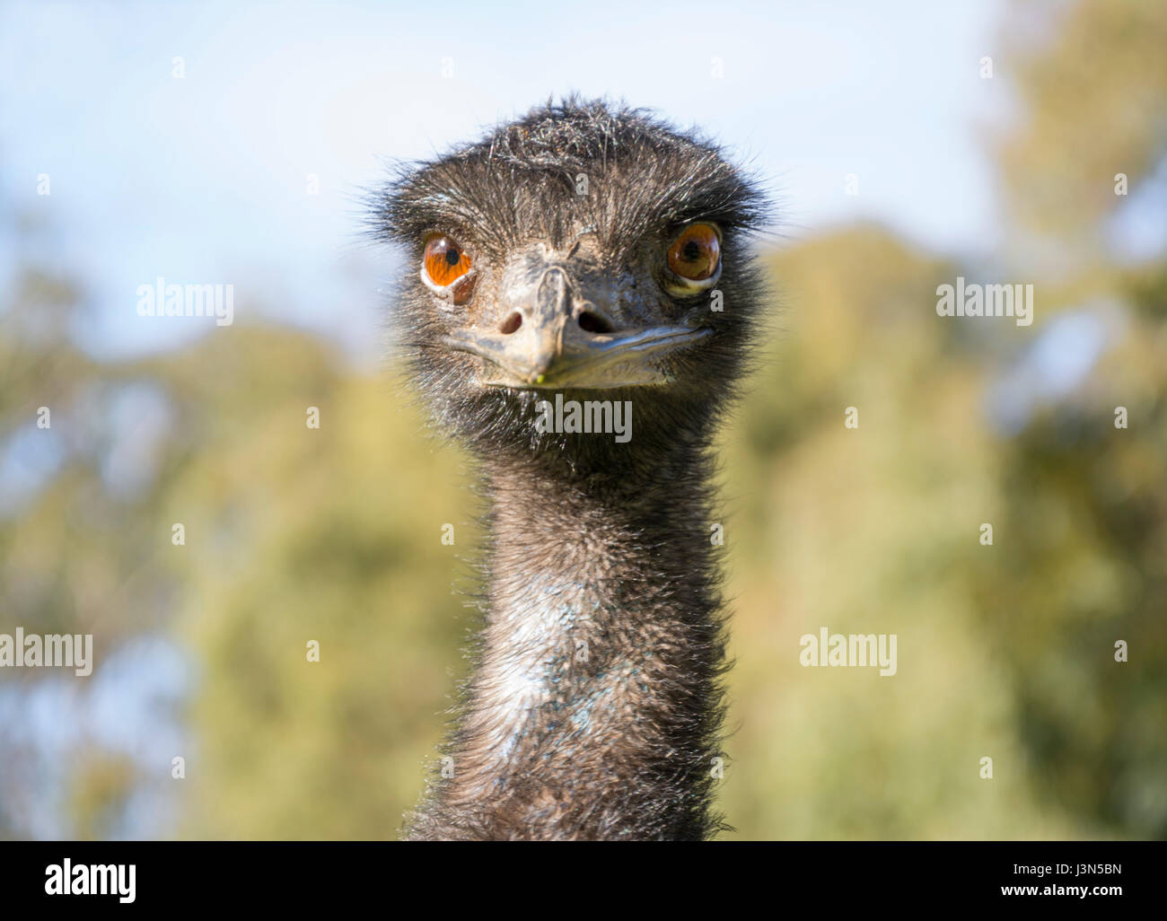 Australian Emu (Dromaius Novaehollandiae) head shot only with very shallow focus depth centred on the eyes. Stock Photo