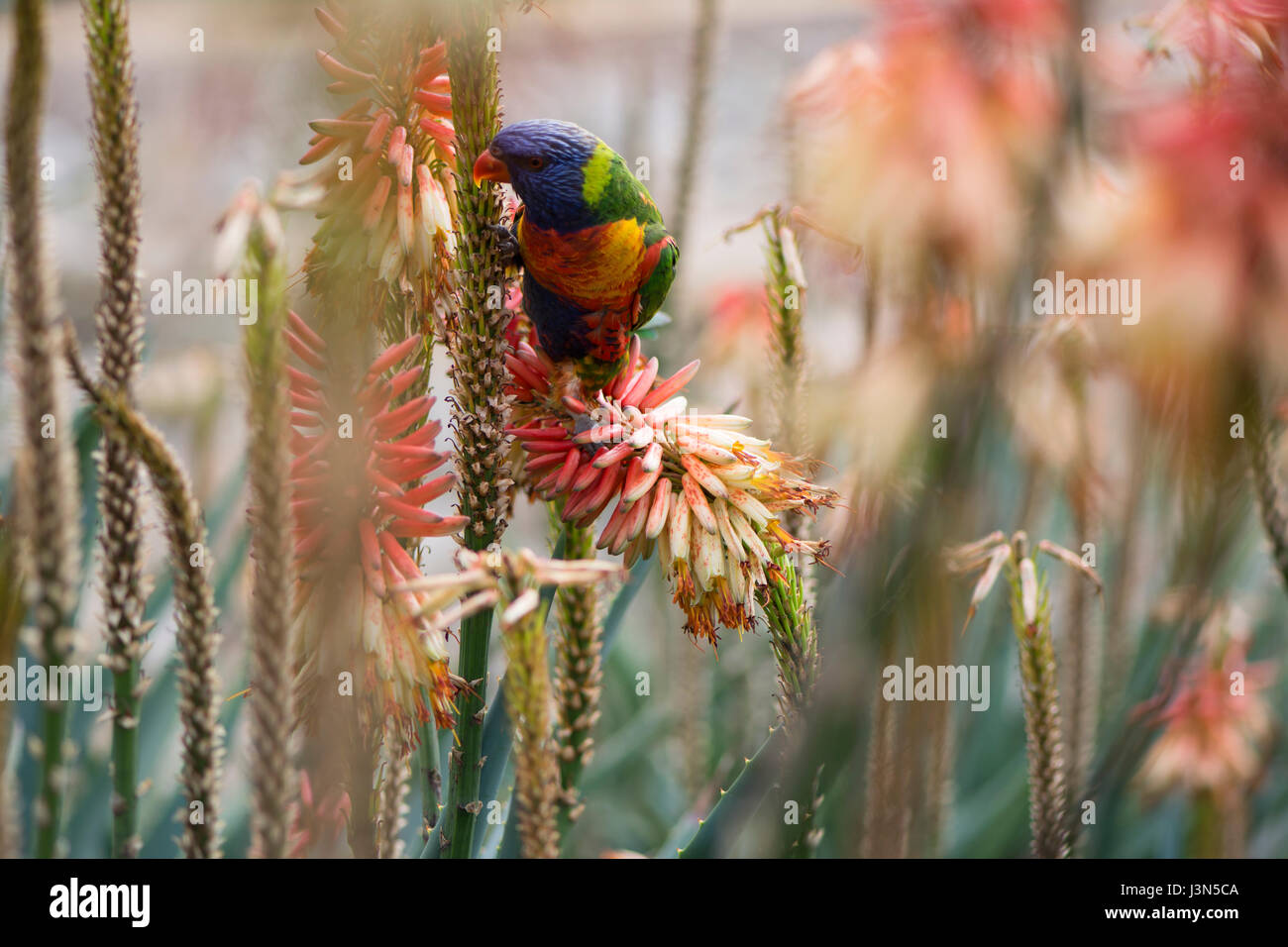 Rainbow Lorikeet in the aloe flowers taken at the Adelaide Botanic Garden. Primary focus on just the bird with very shallow depth of field. Stock Photo