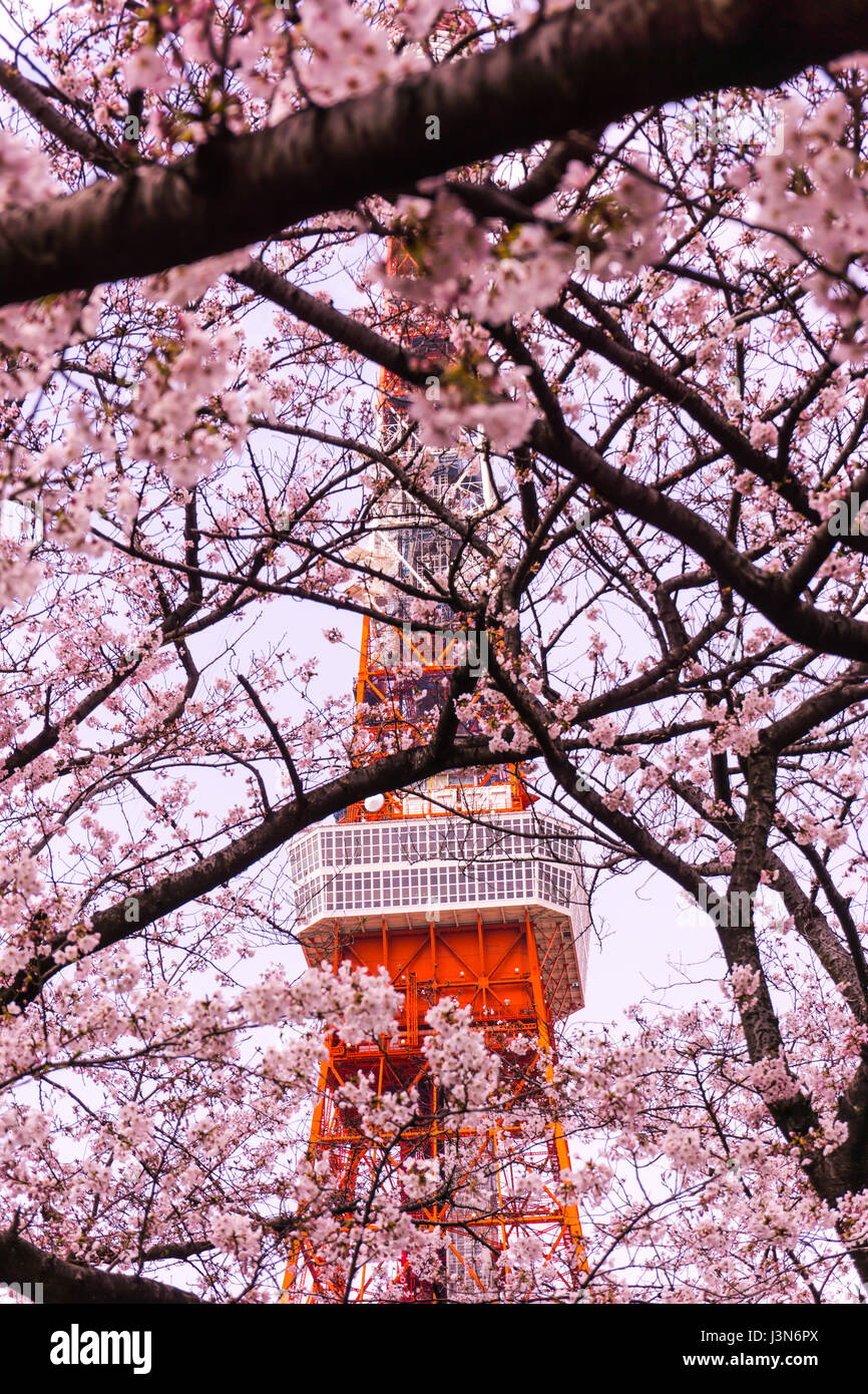 Tokyo tower sakura foreground in hi-res stock photography