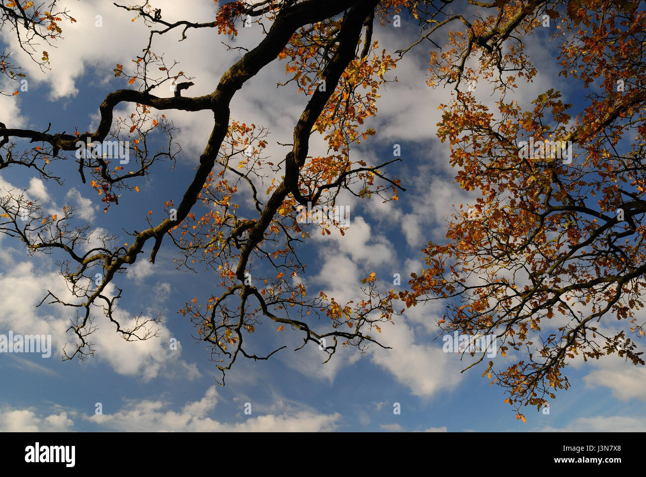 Autumn leaves against a blue sky and clouds Stock Photo - Alamy