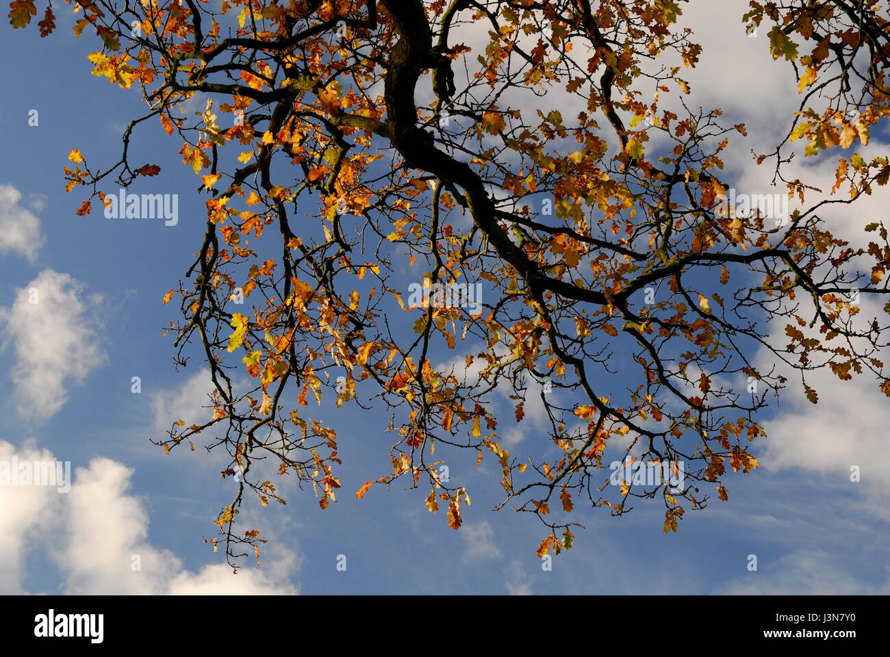 Autumn leaves against a blue sky and clouds Stock Photo - Alamy