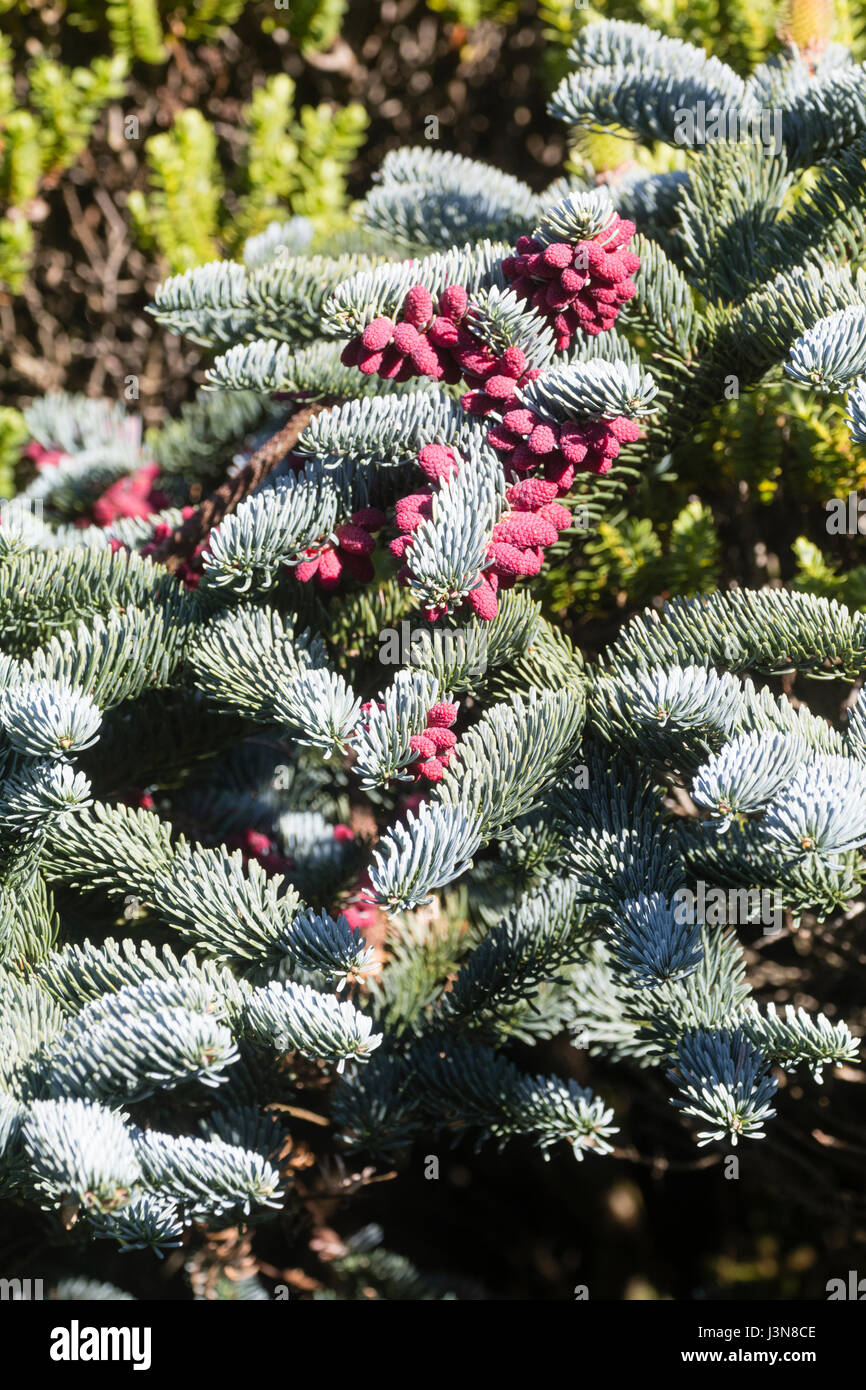 Red spring cones contrast with the silvery foliage of the evergreen fir, Abies procera 'Glauca Prostrata' Stock Photo