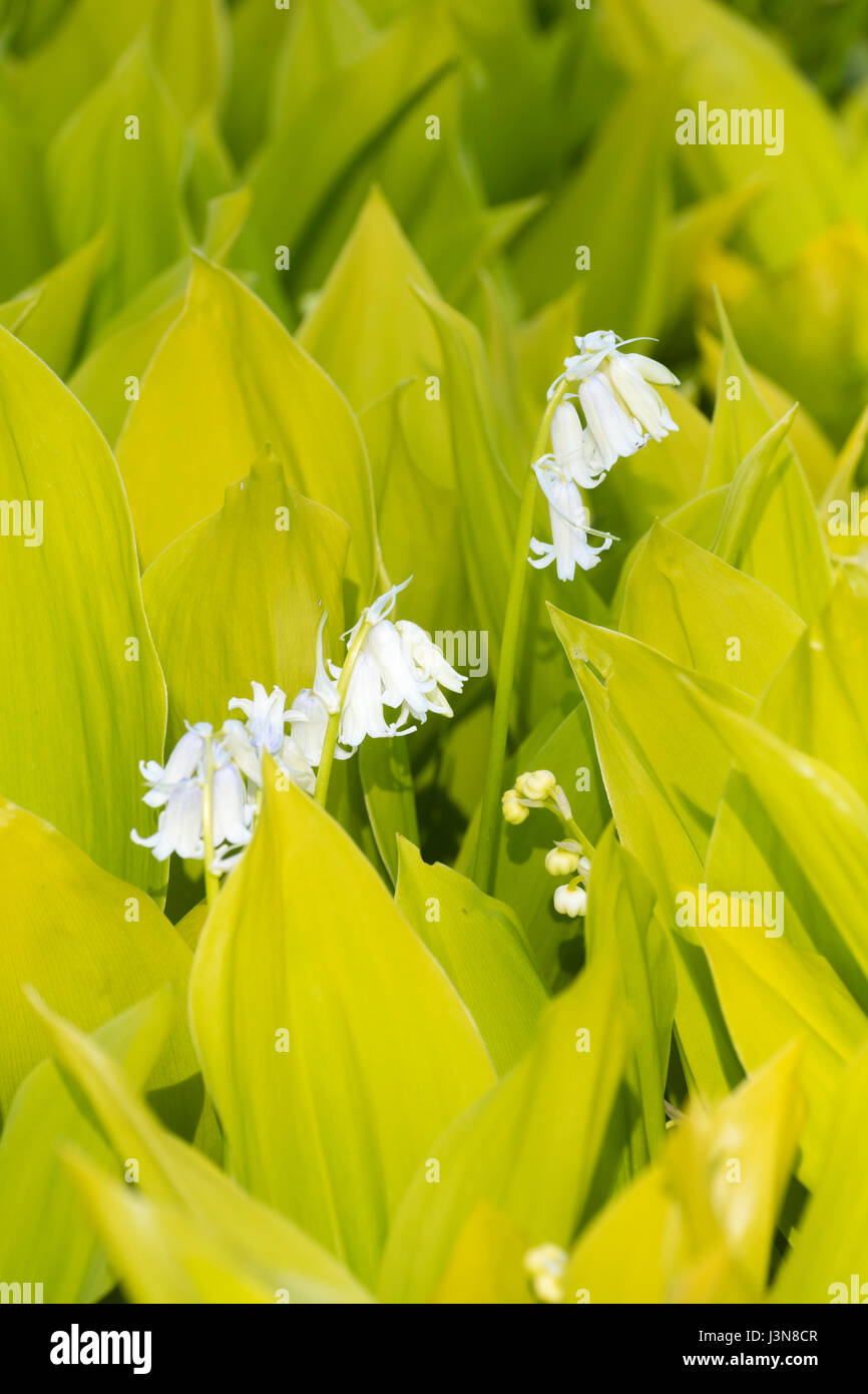 Golden spring foliage and white flowers of the oramental form of the lily of the valley, Convallaria majalis 'Golden Jubilee' Stock Photo