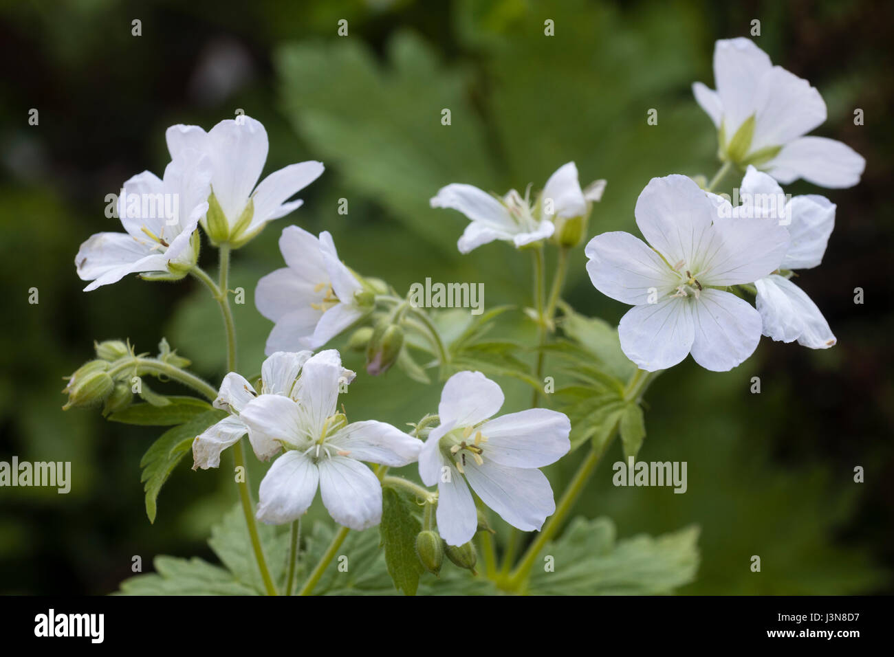 Pure white flowers of the late spring blooming, herdy perennial, Geranium maculatum 'Album' Stock Photo