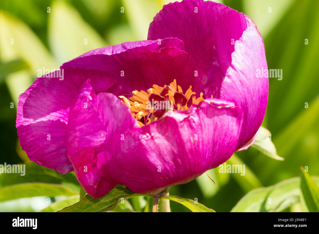 Single pink flower of the herbaceous perennial peony, Paeonia mascula ssp arietina Stock Photo