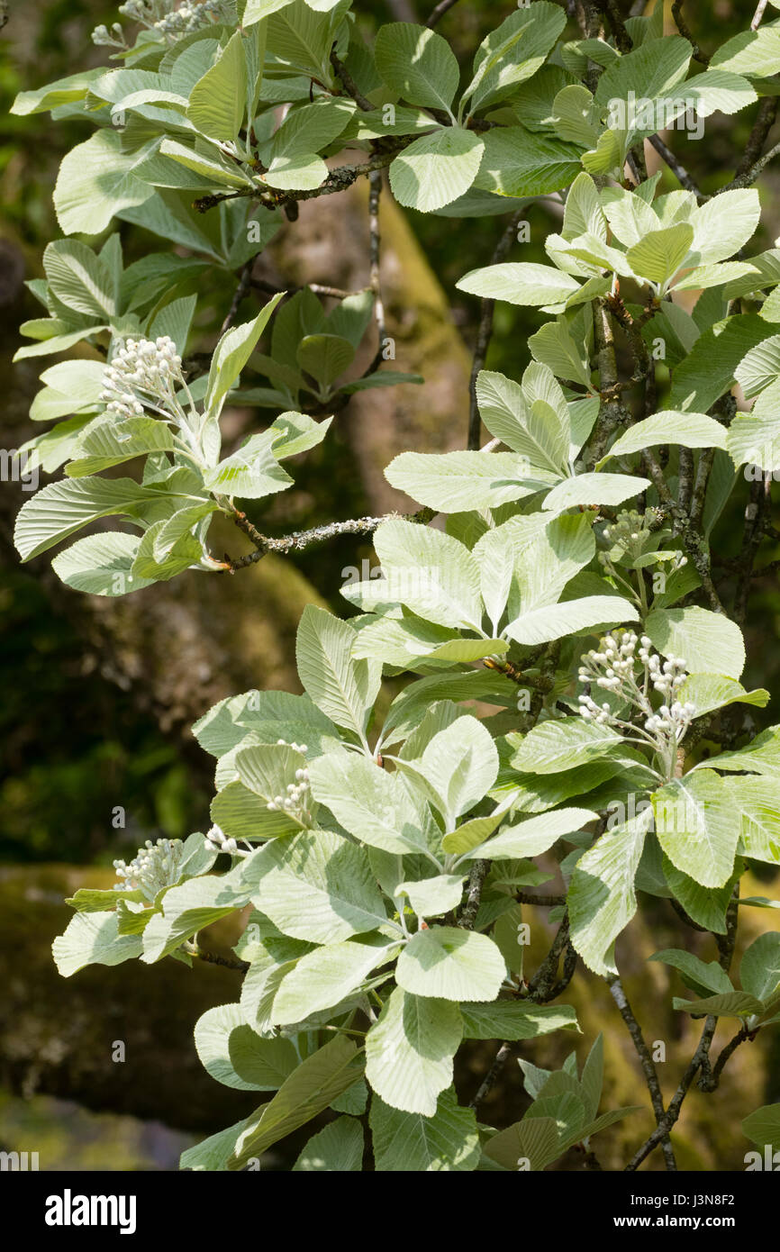 Silvery spring foliage and white flower clusters of the hardy deciduous whitebeam tree, Sorbus aria 'Lutescens' Stock Photo