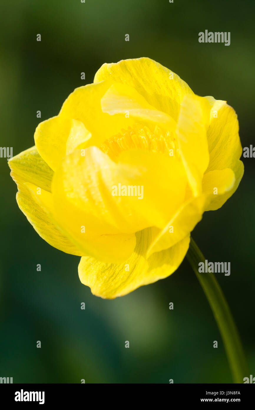 Close up of a single flower of the cottage garde favourite, Trollius europaeus Stock Photo