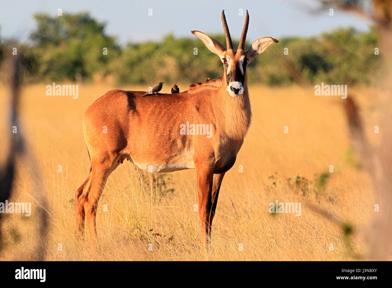 Pferdeantilope, Hippotragus equinus, Savuti, Chobe National Park, Botswana, Afrika Stock Photo